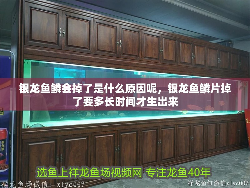 銀龍魚鱗會掉了是什么原因呢，銀龍魚鱗片掉了要多長時間才生出來