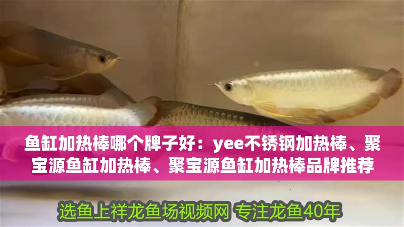魚缸加熱棒哪個牌子好：yee不銹鋼加熱棒、聚寶源魚缸加熱棒、聚寶源魚缸加熱棒品牌推薦 魚缸加熱棒哪個牌子好：yee不銹鋼加熱棒、聚寶源魚缸加熱棒、聚寶源魚缸加熱棒品牌推薦 魚缸百科
