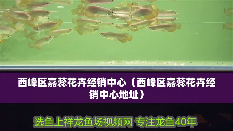 西峰區嘉蕊花卉經銷中心（西峰區嘉蕊花卉經銷中心地址） 西峰區嘉蕊花卉經銷中心（西峰區嘉蕊花卉經銷中心地址） 全國水族館企業名錄