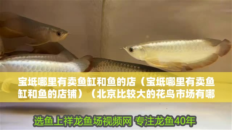 寶坻哪里有賣魚缸和魚的店（寶坻哪里有賣魚缸和魚的店鋪）（北京比較大的花鳥市場(chǎng)有哪幾個(gè)？）