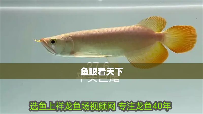 魚(yú)眼看天下