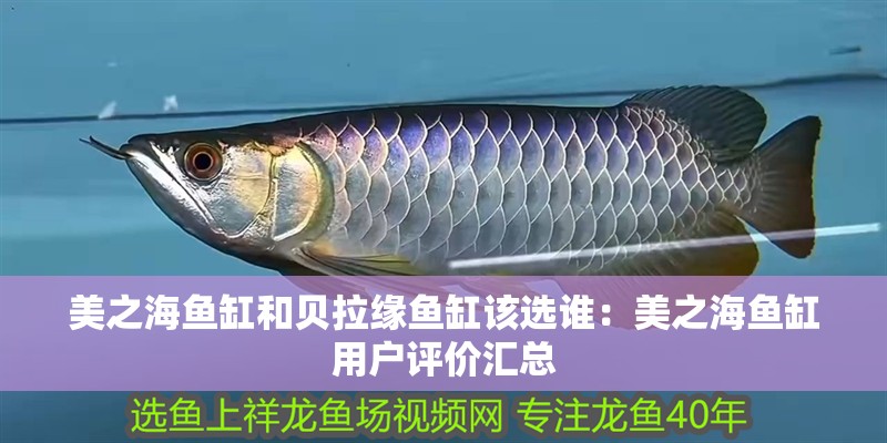龍魚怕什么 美之海魚缸和貝拉緣魚缸該選誰:美之海魚缸用戶評價匯總 魚缸百科 美之海魚缸和貝拉緣魚缸該選誰:美之海魚缸用戶評價匯總 美之海魚缸和貝拉緣魚缸該選誰:美之海魚缸用戶評價匯總 魚缸百科