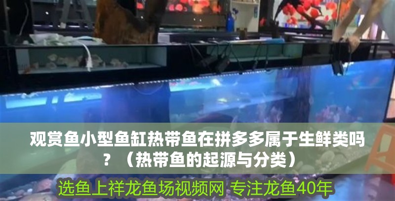 什么魚能和龍魚、虎魚混養(龍魚能和虎魚混養嗎) 觀賞魚小型魚缸熱帶魚在拼多多屬于生鮮類嗎?(熱帶魚的起源與分類) 魚缸百科 觀賞魚小型魚缸熱帶魚在拼多多屬于生鮮類嗎?(熱帶魚的起源與分類) 觀賞魚小型魚缸熱帶魚在拼多多屬于生鮮類嗎?(熱帶魚的起源與分類) 魚缸百科