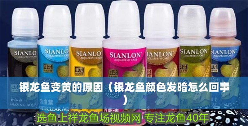 銀龍魚變黃的原因（銀龍魚顏色發(fā)暗怎么回事）