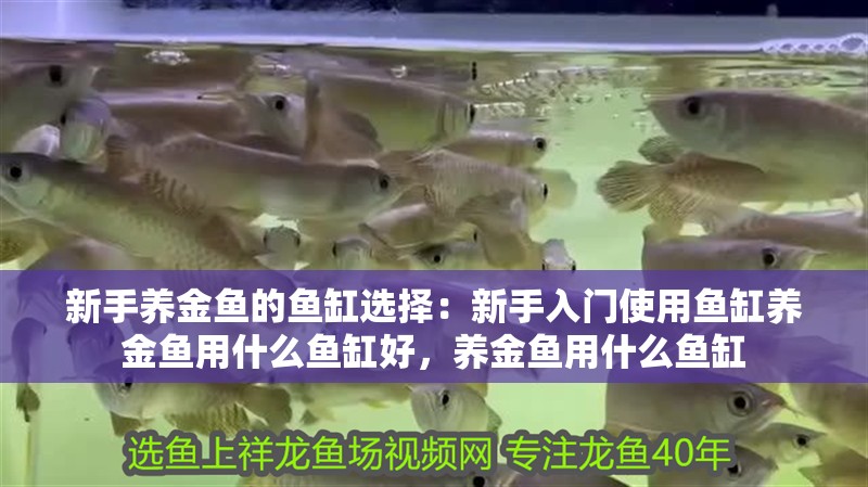 新手養金魚的魚缸選擇：新手入門使用魚缸養金魚用什么魚缸好，養金魚用什么魚缸