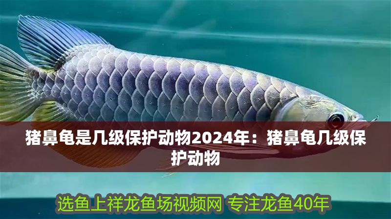 豬鼻龜是幾級保護動物2024年:豬鼻龜幾級保護動物 豬鼻龜百科 第1張 豬鼻龜是幾級保護動物2024年:豬鼻龜幾級保護動物 豬鼻龜是幾級保護動物2024年:豬鼻龜幾級保護動物 豬鼻龜百科 第1張