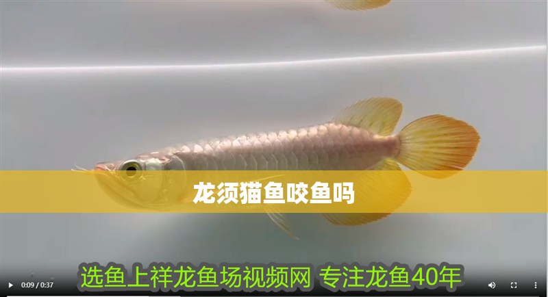 龍須貓魚咬魚嗎 龍須貓魚咬魚嗎 龍魚論壇
