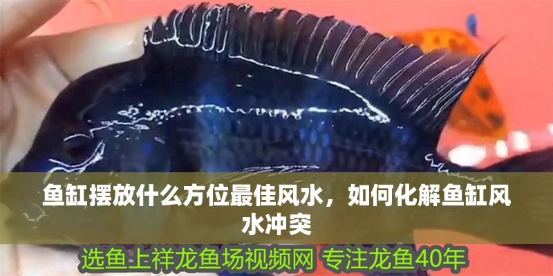 魚缸擺放什么方位最佳風水,如何化解魚缸風水沖突 魚缸百科 第7張 魚缸擺放什么方位最佳風水,如何化解魚缸風水沖突 魚缸擺放什么方位最佳風水,如何化解魚缸風水沖突 魚缸百科 第7張