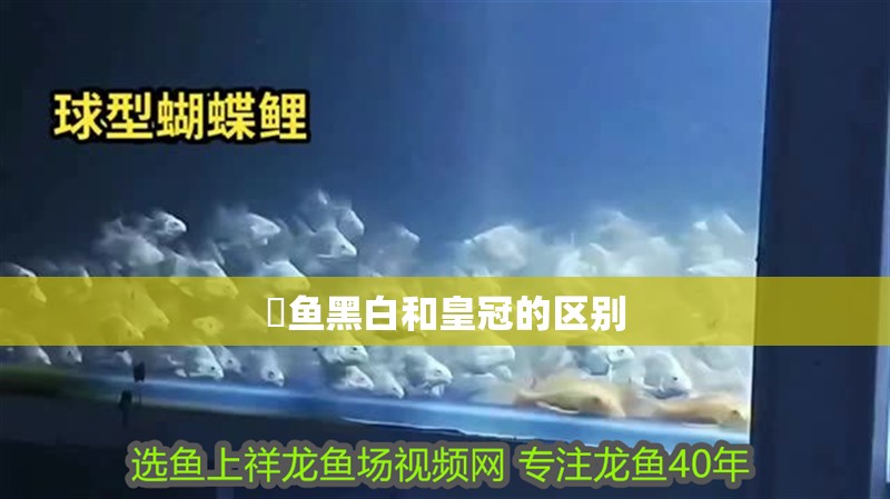 魟魚黑白和皇冠的區別 魟魚黑白和皇冠的區別 龍魚論壇
