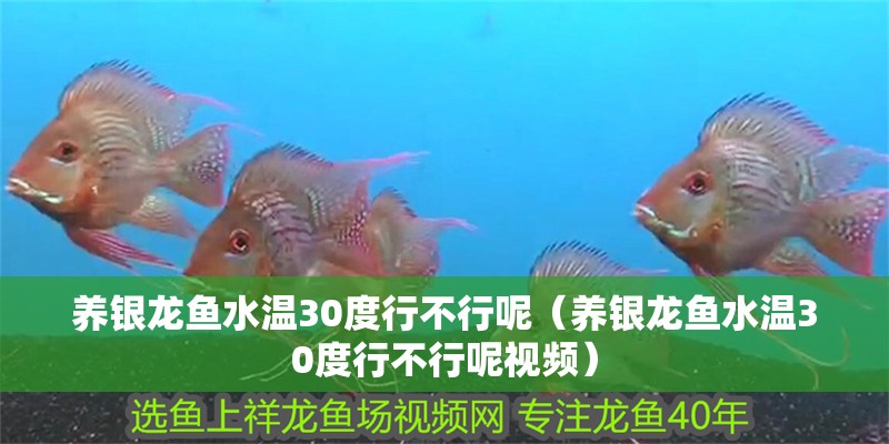 養銀龍魚水溫30度行不行呢（養銀龍魚水溫30度行不行呢視頻）