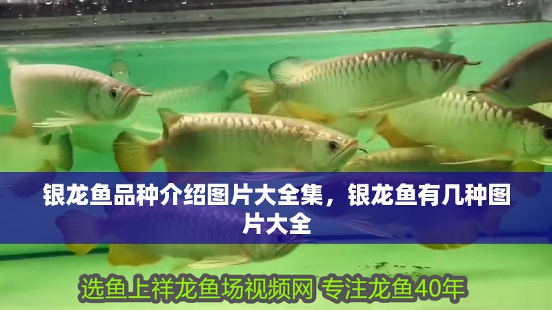 銀龍魚品種介紹圖片大全集，銀龍魚有幾種圖片大全 銀龍魚品種介紹圖片大全集，銀龍魚有幾種圖片大全 銀龍魚百科