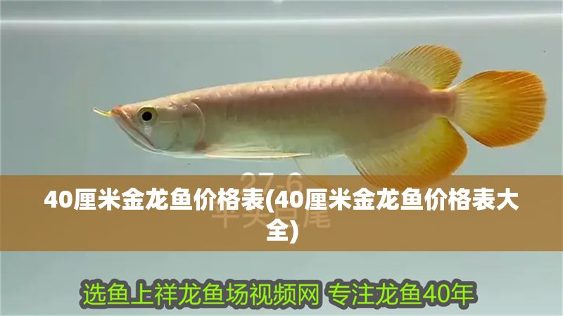 40厘米金龍魚價(jià)格表(40厘米金龍魚價(jià)格表大全)