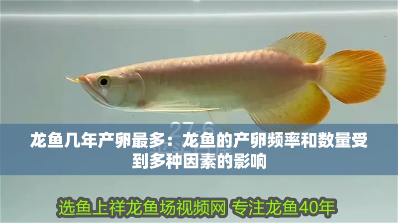 龍魚幾年產卵最多：龍魚的產卵頻率和數量受到多種因素的影響