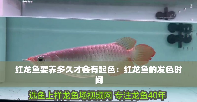 紅龍魚(yú)要養(yǎng)多久才會(huì)有起色：紅龍魚(yú)的發(fā)色時(shí)間