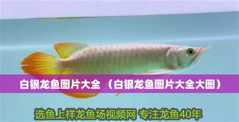白銀龍魚圖片大全 （白銀龍魚圖片大全大圖）