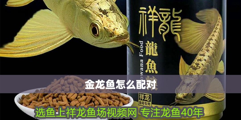 金龍魚怎么配對