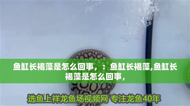 魚缸長褐藻是怎么回事，：魚缸長褐藻,魚缸長褐藻是怎么回事，