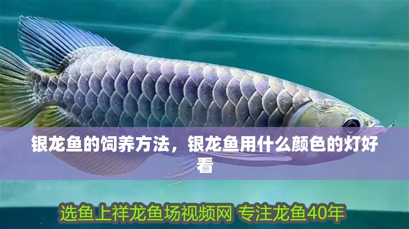 銀龍魚的飼養方法，銀龍魚用什么顏色的燈好看