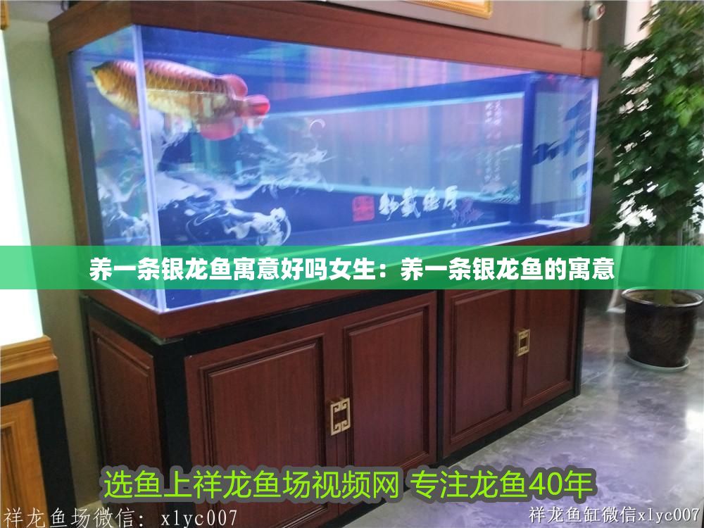 養一條銀龍魚寓意好嗎女生：養一條銀龍魚的寓意