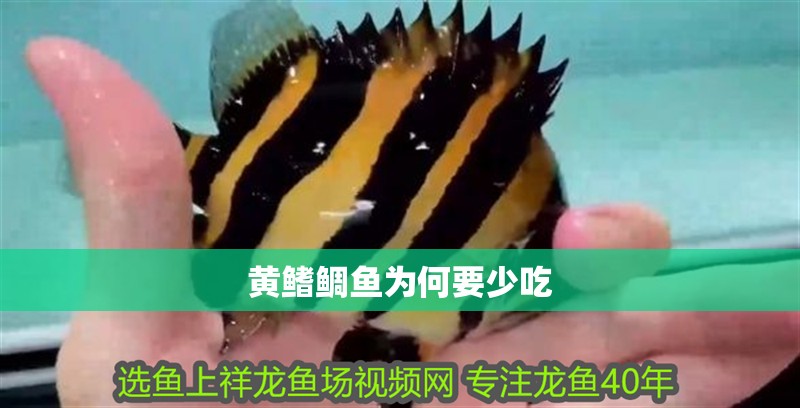 黃鰭鯛魚為何要少吃