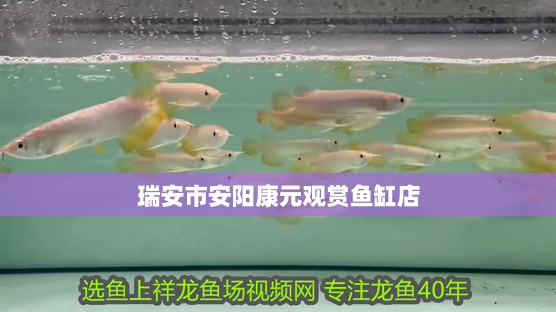 瑞安市安陽康元觀賞魚缸店