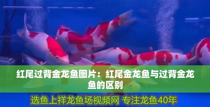 紅尾過背金龍魚圖片：紅尾金龍魚與過背金龍魚的區(qū)別