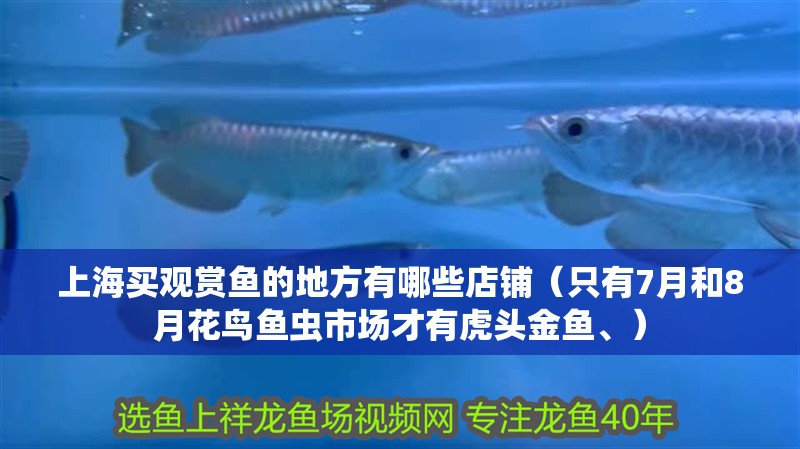 我的虎魚真菌感染了要怎么處理 上海買觀賞魚的地方有哪些店鋪(只有7月和8月花鳥魚蟲市場才有虎頭金魚、) 全國水族館企業名錄 上海買觀賞魚的地方有哪些店鋪(只有7月和8月花鳥魚蟲市場才有虎頭金魚、) 上海買觀賞魚的地方有哪些店鋪(只有7月和8月花鳥魚蟲市場才有虎頭金魚、) 全國水族館企業名錄