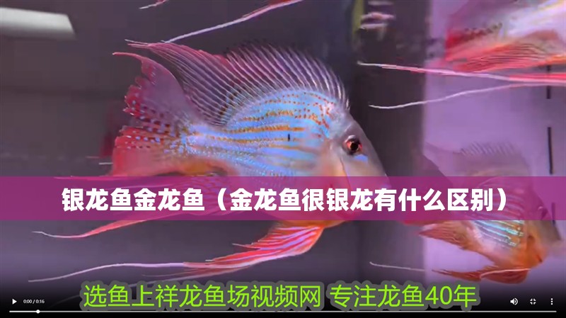 銀龍魚金龍魚（金龍魚很銀龍有什么區(qū)別）
