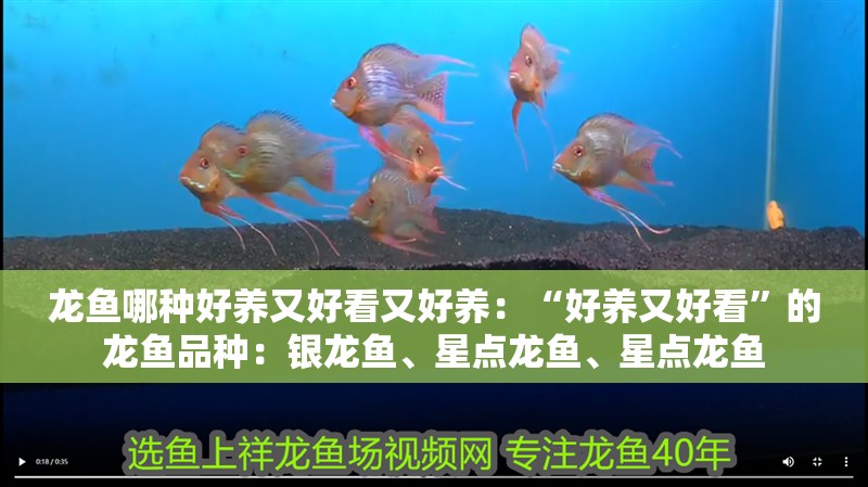 龍魚哪種好養又好看又好養：“好養又好看”的龍魚品種：銀龍魚、星點龍魚、星點龍魚 龍魚哪種好養又好看又好養：“好養又好看”的龍魚品種：銀龍魚、星點龍魚、星點龍魚 龍魚百科