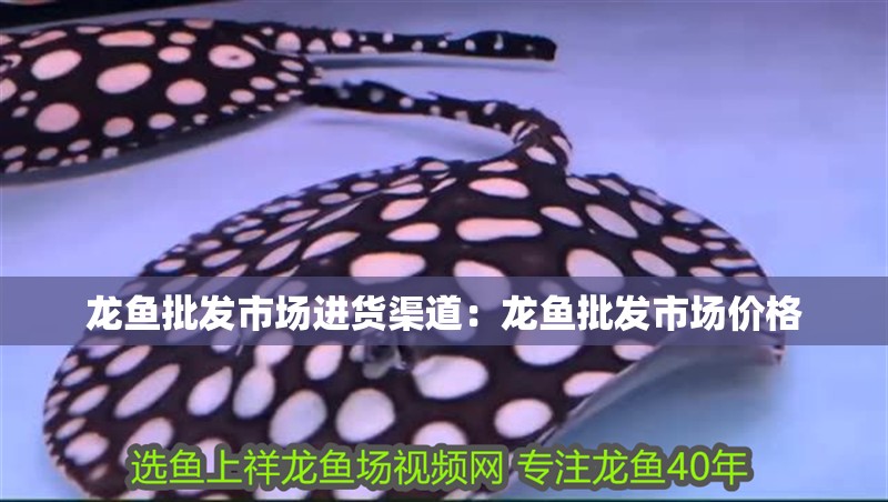 龍魚批發(fā)市場進貨渠道：龍魚批發(fā)市場價格