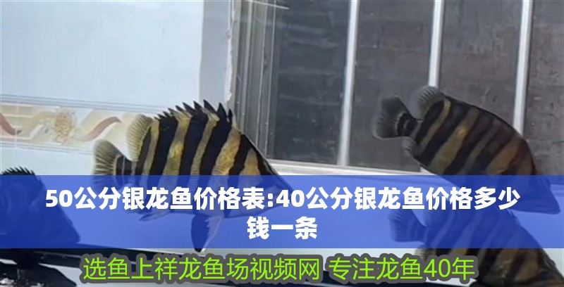 50公分銀龍魚價(jià)格表:40公分銀龍魚價(jià)格多少錢一條 50公分銀龍魚價(jià)格表:40公分銀龍魚價(jià)格多少錢一條 銀龍魚百科