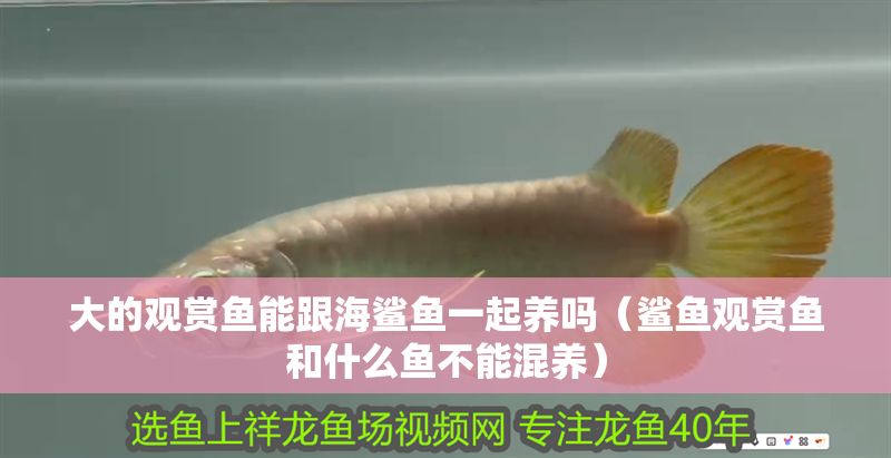 大的觀賞魚能跟海鯊魚一起養(yǎng)嗎（鯊魚觀賞魚和什么魚不能混養(yǎng)）