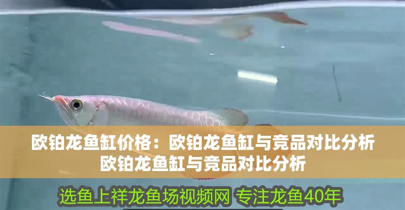 歐鉑龍魚缸價格：歐鉑龍魚缸與競品對比分析歐鉑龍魚缸與競品對比分析