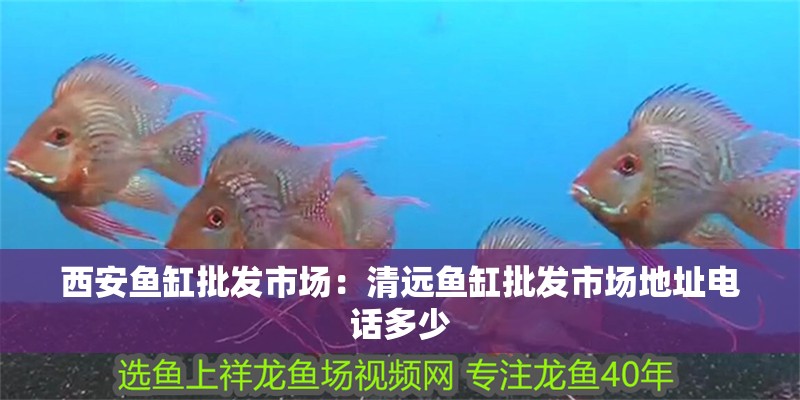 西安魚缸批發(fā)市場：清遠魚缸批發(fā)市場地址電話多少