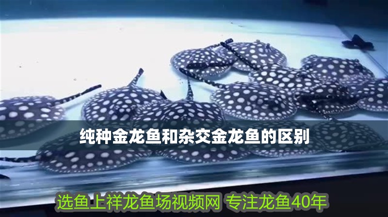 純種金龍魚和雜交金龍魚的區別