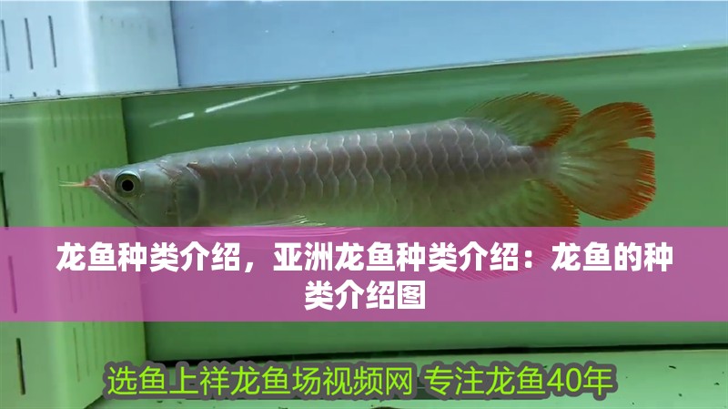 龍魚種類介紹，亞洲龍魚種類介紹：龍魚的種類介紹圖