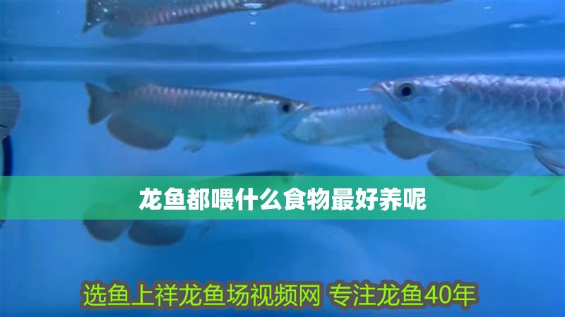龍魚都喂什么食物最好養呢