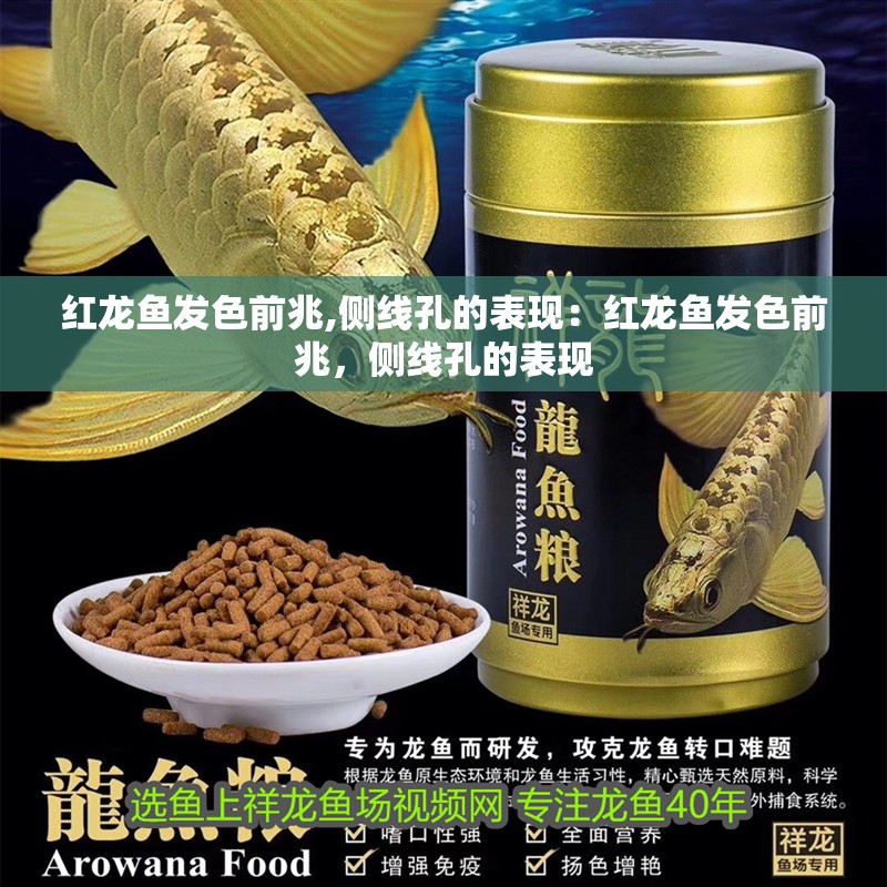 紅龍魚發色前兆,側線孔的表現：紅龍魚發色前兆，側線孔的表現 紅龍魚發色前兆,側線孔的表現：紅龍魚發色前兆，側線孔的表現 龍魚百科