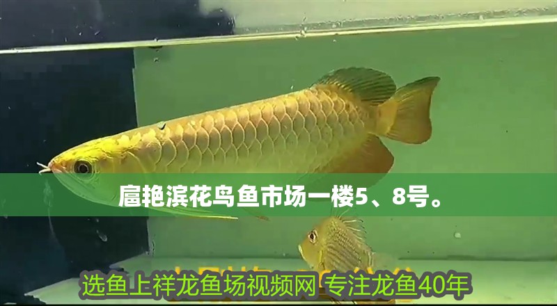 扈艷濱花鳥魚市場一樓5、8號。