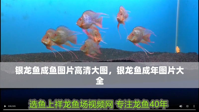 魚缸用增氧泵價格是多少:魚缸增氧機-xtrac增氧機-xtrac增氧機 銀龍魚成魚圖片高清大圖,銀龍魚成年圖片大全 銀龍魚百科 銀龍魚成魚圖片高清大圖,銀龍魚成年圖片大全 銀龍魚成魚圖片高清大圖,銀龍魚成年圖片大全 銀龍魚百科