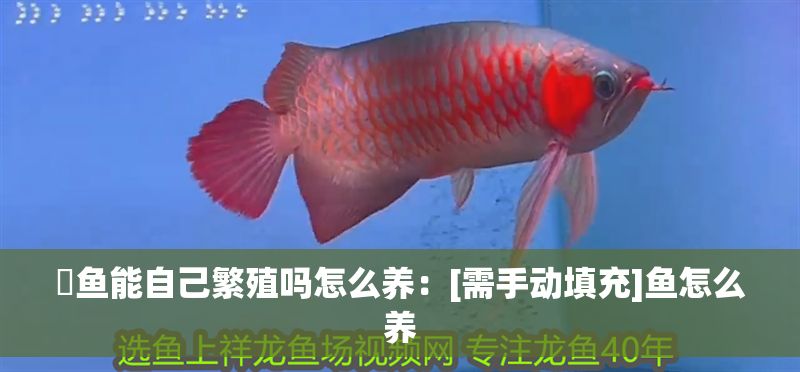 魟魚能自己繁殖嗎怎么養(yǎng)：[需手動(dòng)填充]魚怎么養(yǎng) 魟魚能自己繁殖嗎怎么養(yǎng)：[需手動(dòng)填充]魚怎么養(yǎng) 魟魚百科 第2張