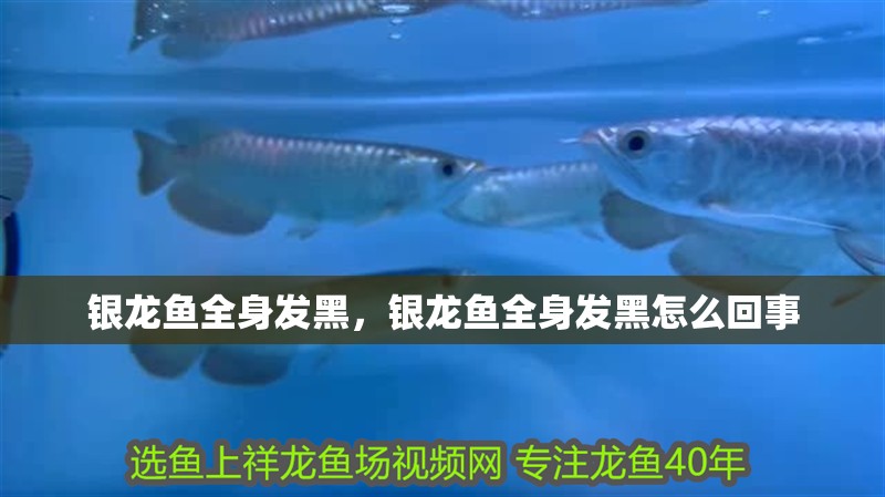 銀龍魚全身發(fā)黑，銀龍魚全身發(fā)黑怎么回事