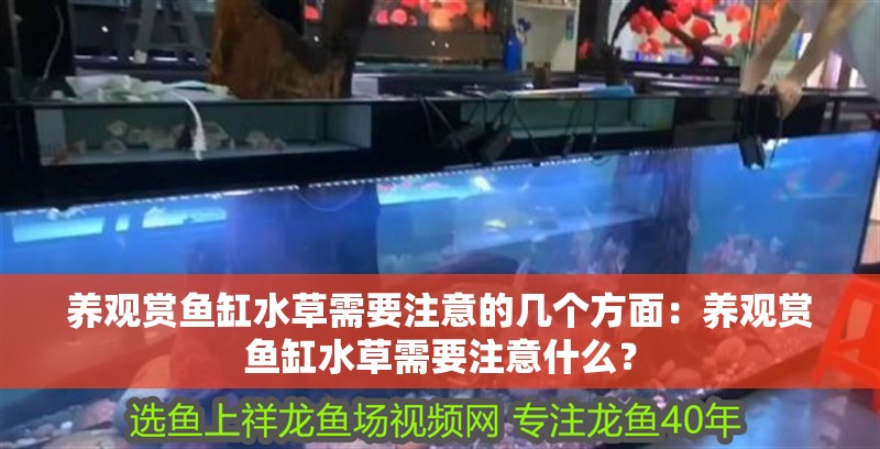 養觀賞魚缸水草需要注意的幾個方面：養觀賞魚缸水草需要注意什么？