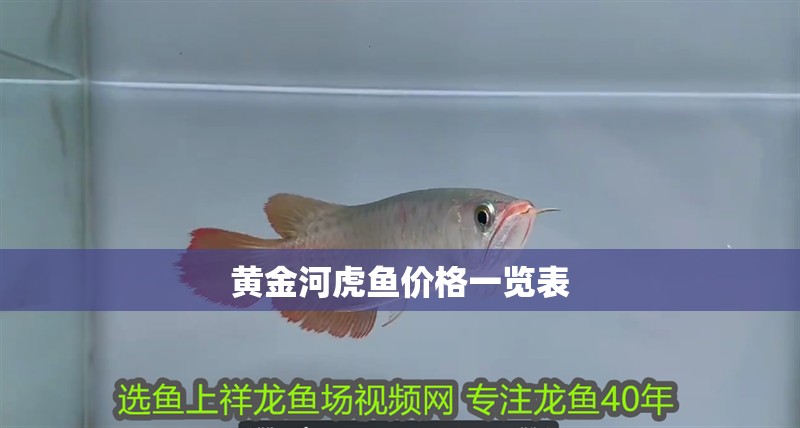 黃金河虎魚價格一覽表 黃金河虎魚價格一覽表 龍魚論壇