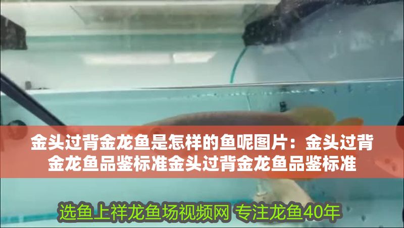金頭過背金龍魚是怎樣的魚呢圖片：金頭過背金龍魚品鑒標準金頭過背金龍魚品鑒標準 金頭過背金龍魚是怎樣的魚呢圖片：金頭過背金龍魚品鑒標準金頭過背金龍魚品鑒標準 金龍魚百科 第1張