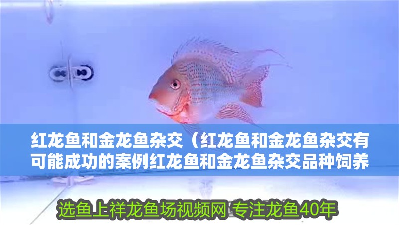 紅龍魚和金龍魚雜交（紅龍魚和金龍魚雜交有可能成功的案例紅龍魚和金龍魚雜交品種飼養技巧） 紅龍魚和金龍魚雜交（紅龍魚和金龍魚雜交有可能成功的案例紅龍魚和金龍魚雜交品種飼養技巧） 龍魚百科