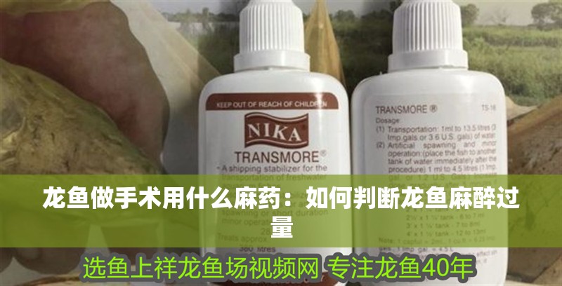 龍魚做手術(shù)用什么麻藥：如何判斷龍魚麻醉過量