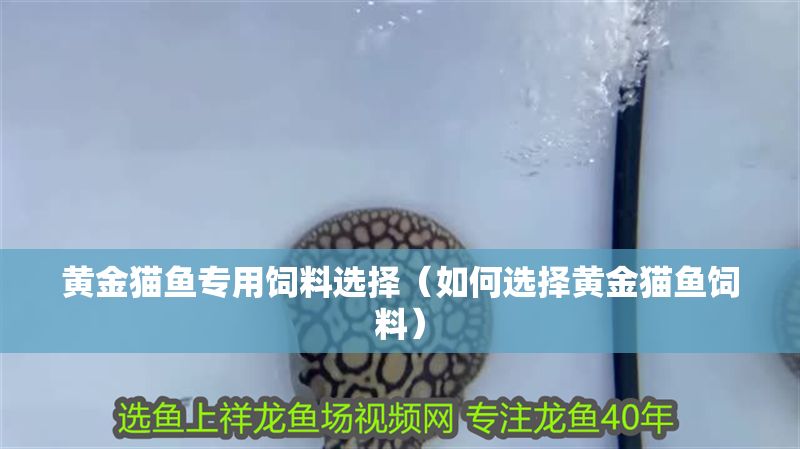 黃金貓魚專用飼料選擇（如何選擇黃金貓魚飼料）