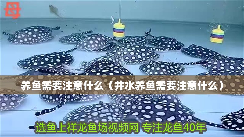 養(yǎng)魚需要注意什么（井水養(yǎng)魚需要注意什么）