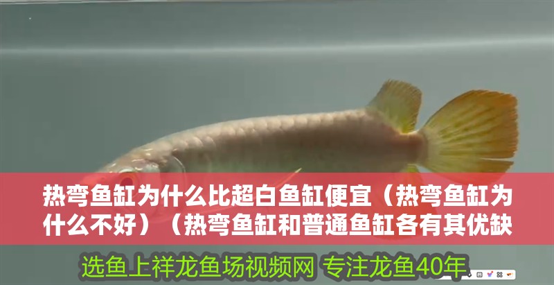 熱彎魚缸為什么比超白魚缸便宜（熱彎魚缸為什么不好）（熱彎魚缸和普通魚缸各有其優缺點）